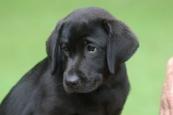 Labrador pups 1 black 5 brown. CkC registered. Shots wormed and papers