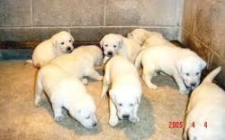 i want to sell my labrador pets