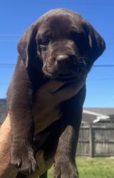 Labrador Retriever chocolate male 6-weeks