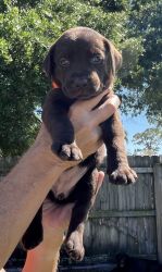 Labrador Retriever 7-week chocolate female puppy