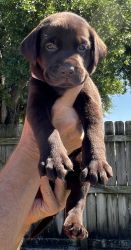 Labrador Retriever 7-week chocolate male puppy