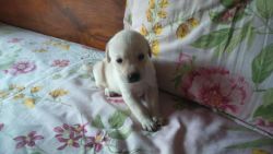GOOD quality cutest LABRADOR puppies for sale