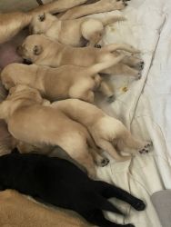 5 day old lab puppies
