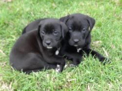 Cute lab mix puppies need new homes