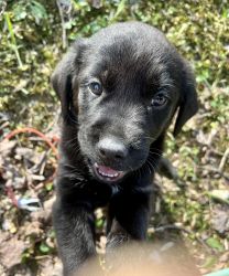 Lab Puppy For Sale