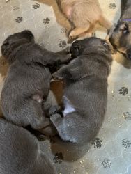 AKC silver and charcoal labs