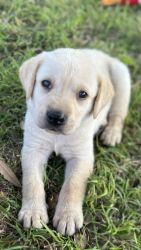 AKC Labrador retriever puppies great pedigree