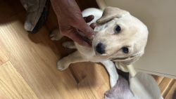 Cute Labrador Puppies for sale
