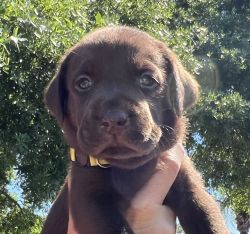 Labrador Retriever 7-week male chocolate puppy