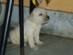 labrador puppy for Sale