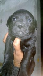 top quality labra female pup