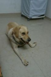 need female Labrador for mating