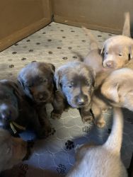 AKC labs silver and charcoal