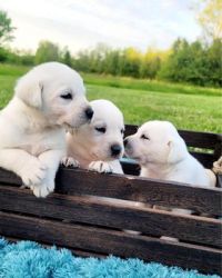 Polar White English Labrador Puppies
