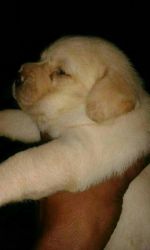 Labradore Puppies For sale
