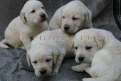 Quality Labradors pup for sale