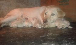 lab pups available in puppy kennel