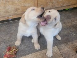 AKC registered labrador retriever puppies