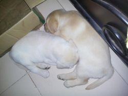 labrador puppies for sell!!