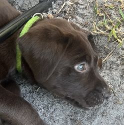 Labrador Retriever 8-week chocolate female puppy