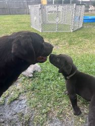 Labrador Retriever 8-week chocolate male puppy
