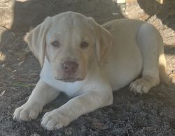 Labrador Retriever 8-week white female puppy