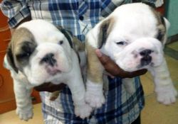 Puppies available