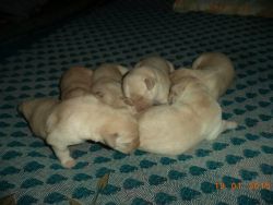 Extra-Ordinary Labrador Puppies for sale