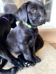 Pure Bred Labrador Puppies - READY NOW