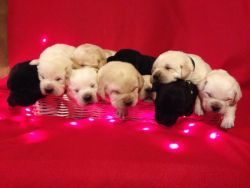 Akc yellow and black labs