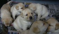 Akc Champion Labrador Puppies