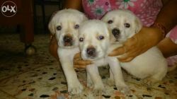 labrador puppies (Male and female)