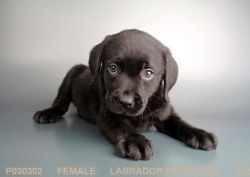 Black Male Labrador Retriever