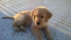 cute labrador puppy for sale