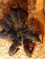 AKC Silver/Charcoal Lab Puppies
