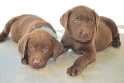 AKC Chocolate Labrador Puppies