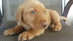 Yellow Labrador puppy