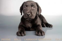 Our Male Lab Puppy!