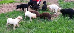 Akc Labrador retriever puppies