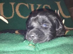 Black Lab puppy for sale