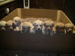 AKC/ACA Yellow and Fox Red Lab Puppies For Sale