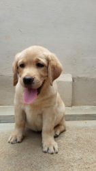 labrador puppy of good breed