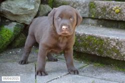 amazing litter of chunky chocolate labs
