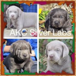AKC English Lab Pups