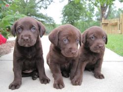 Chocolate Chunky Labrador Pups