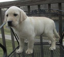 Labrador Pups For Sale.text (xxx)xxx_xxxx