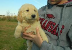 Male and Female Golden Retriever puppies available