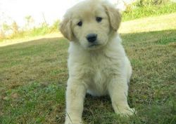 Male And One Female Golden Retriever Puppies