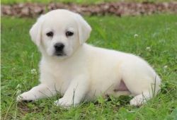MF Labrador Retriever puppies for sale