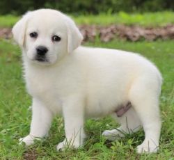 M/F Labradors Retriever puppies for sale